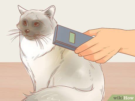 How To Find A Lost Cat: A Step.